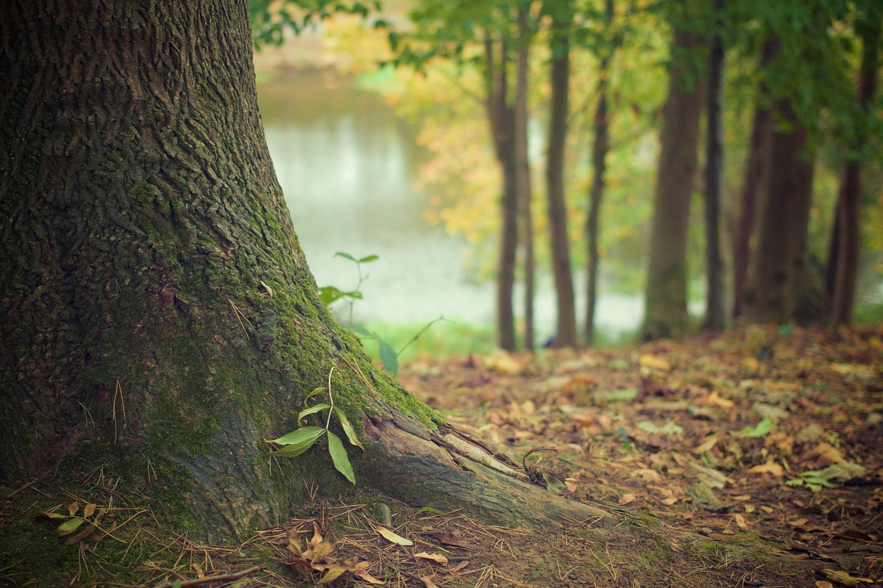 Δάσος-Δέντρο ©pixabay