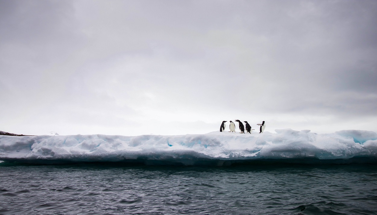 Πιγκουίνοι στην Ανταρκτική © Unsplash