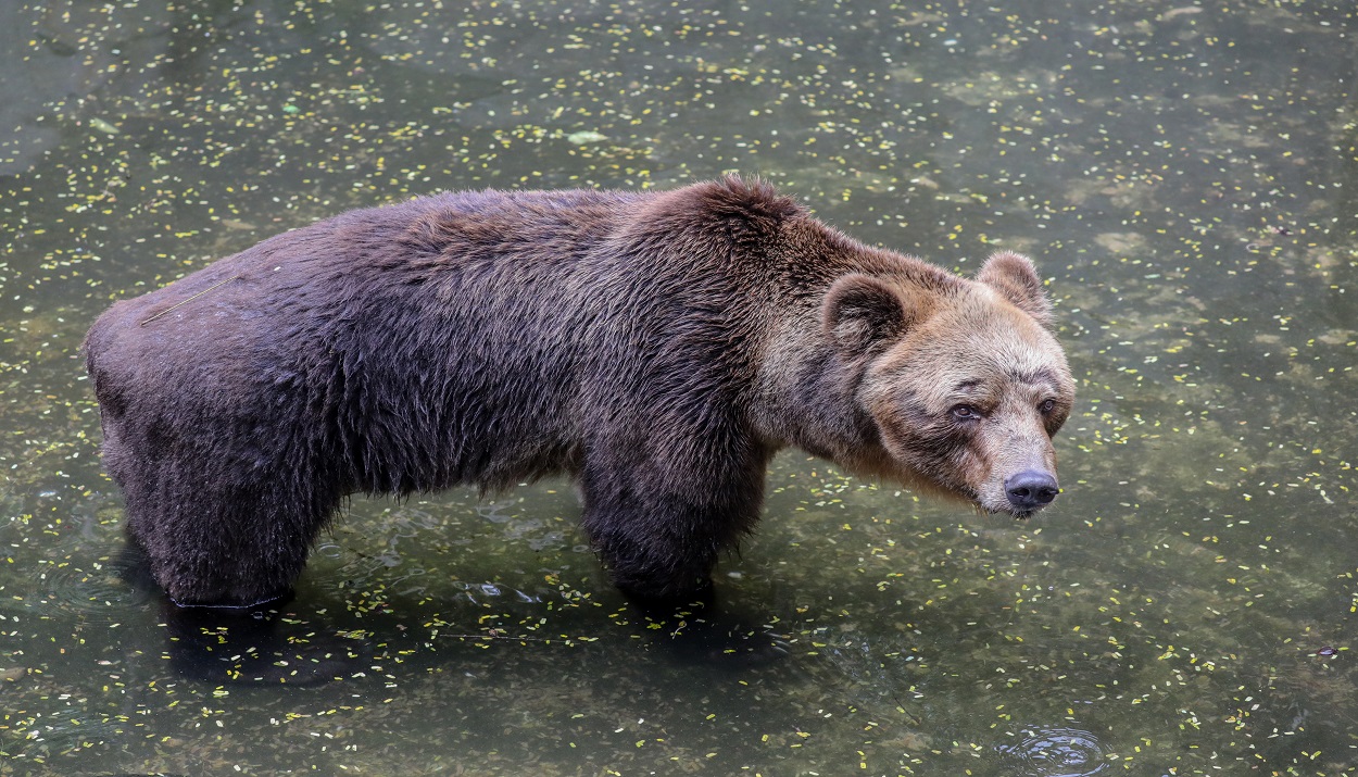 Καφέ αρκούδα υπό εξαφάνιση © EPA/CHAMILA KARUNARATHNE