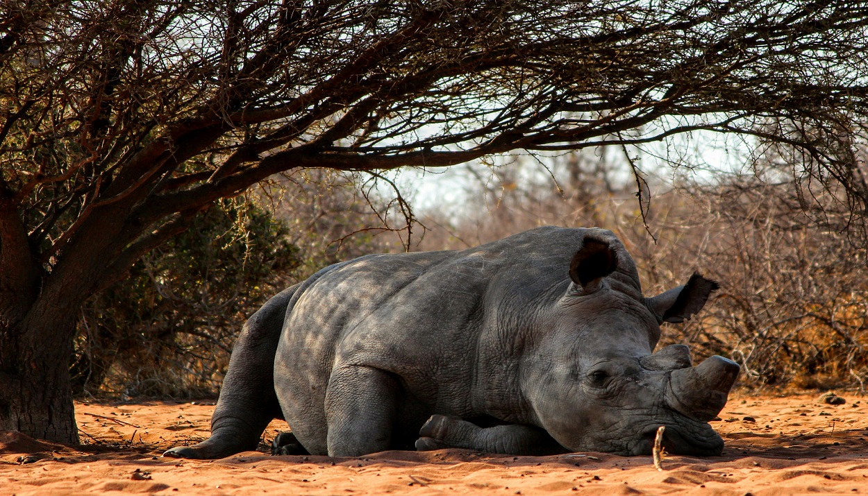 Ρινόκερος © Pexels