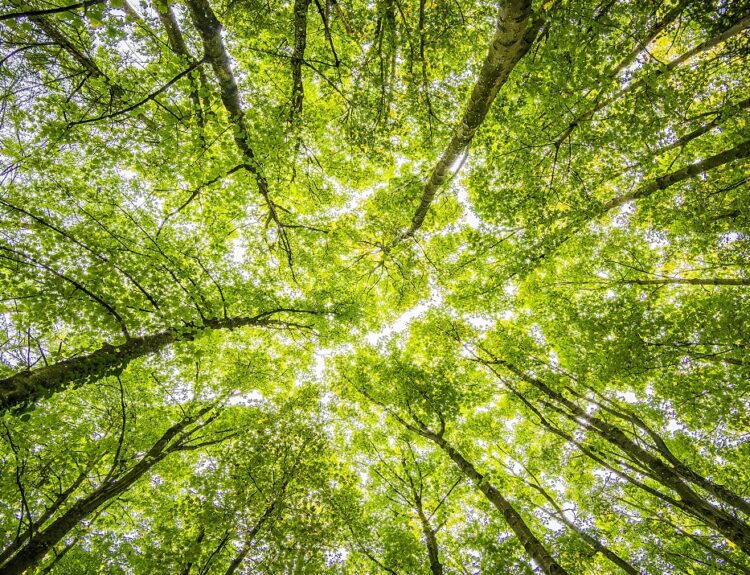 Δέντρα, δάση © Pexels