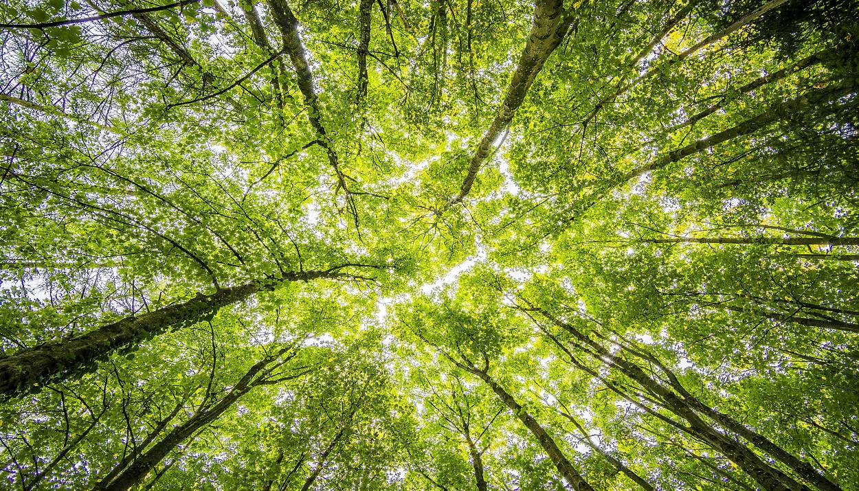 Δέντρα, δάση © Pexels