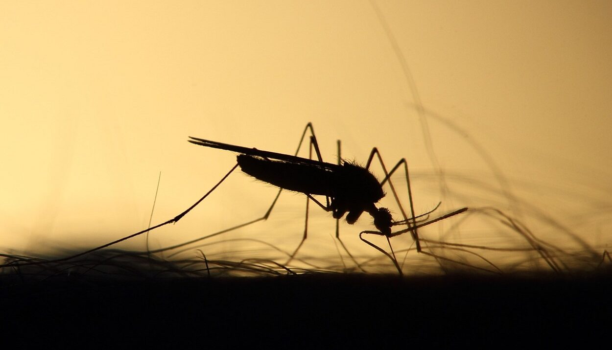 Κουνούπι ©pixabay