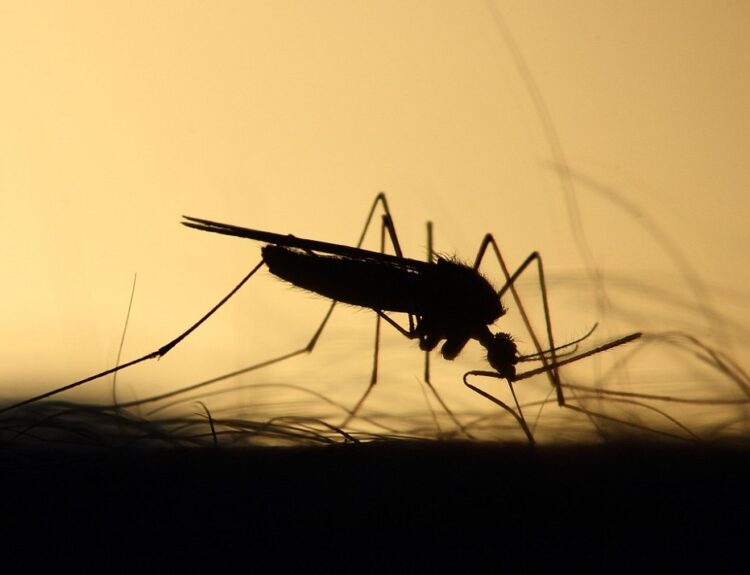 Κουνούπι ©pixabay