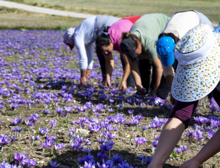 Συγκομιδή κρόκου Κοζάνης © Eurokinissi